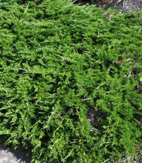 Juniperus sabina 'Tamariscifolia' 